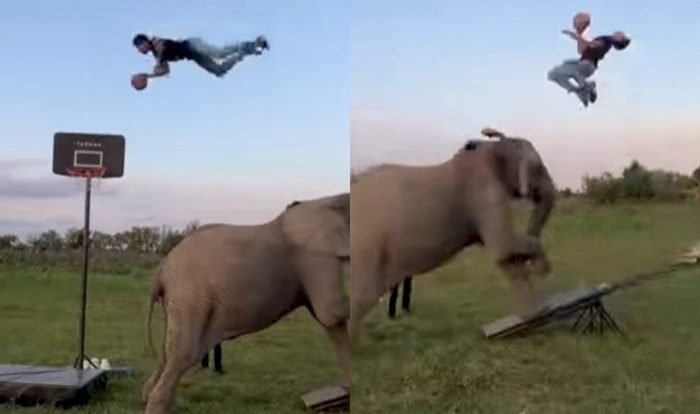 Gajah Viral Tik Tok dan FYP "Ada Apa Dengan Gajah" Yang Viral Ini?